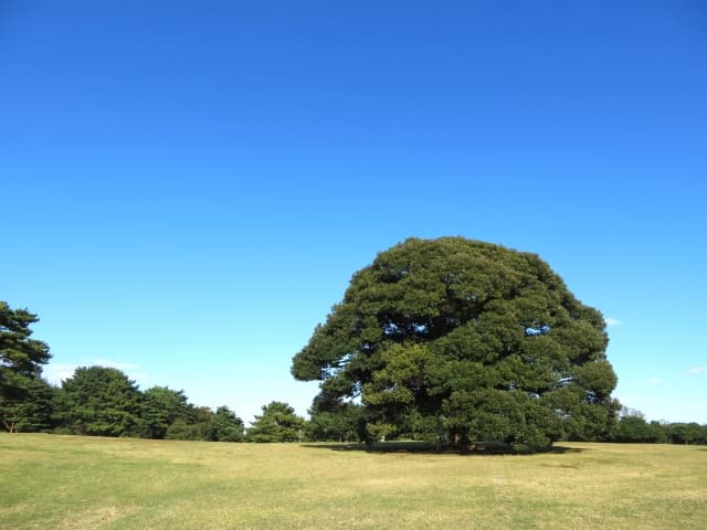 野外